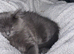 Ragdoll cross main coon kitten for sale