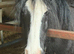 Cutest Mare & Colt Foal