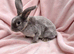 Mini plush lop x mini rex doe