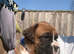 KC BOXERS BOBTAIL AND TAIL