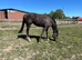 15.3 gelding 6yrs TB project