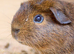Very handsome guinea pig