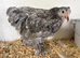 8 Pekin bantam pullets now POL