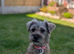 Border terrier cross