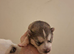 Husky puppy