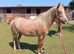 Beautiful Welsh PB mare