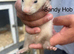 Baby ferrets