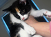 Kitten for sale