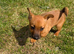 Short leged Jack Russell girl Puppy