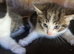 ***Gorgeous Kittens Ready To Leave***