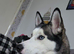 Siberian husky