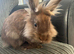 Lion head rabbits