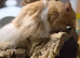4 month old male long haired syrian hamster
