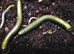 3- Bumblebee millipedes