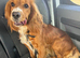 3 year old cocker spaniel bitch