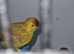 Fiffe canaries for sale