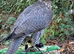 Gyr/saker Falcon