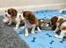 Boys available - Cavalier puppies - KC reg parents