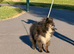 Beautiful Pomeranian Rex