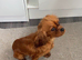 Cavapoo puppies
