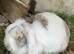 Mini lops and lion lops