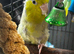 Beautiful female parrotlet