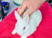 Netherland dwarf