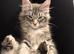 Maine Coon kitten