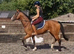 quiet first horse saught