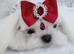 Kc reg Korean Maltese girl available