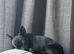 Beautiful Rainbow of Chihuahuas