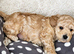Beautiful Parti Toy Poodle Puppies – 1 Boy & 1 Girl Available