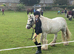 Handsome cob gelding