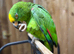 Yellow crowned Amazon