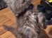 Maine Coon kittens in Manchester