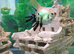 Large angelfish, 2 neons, I little sucker, 1 frog