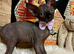 Sphynx kittens ready to leave