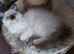 RAGDOLLS GIRLS SEAL POINT BICOLOUR BLUE EYES