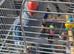 Blue baby Ringneck for sale