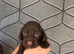 Working cocker spaniel puppy&rsquo;s