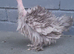Bantam chickens