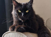 Gorgeous Mainecoon kittens large cat ready now
