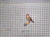 Goldfinch pairs , red siskin pair and yellow black hooded Siskin pair