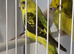 Silver bills finch