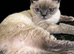 Colour point British shorthair