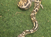 Firefly yellowbelly ph pied male