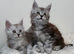 Stunning Maine Coons ( poly) Tica registered