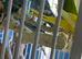 Baby&rsquo;s Indian Ringneck parrots