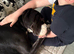 Beautiful KC Reg 16-Month F Mantle Great Dane
