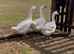3 Embden ganders for sale